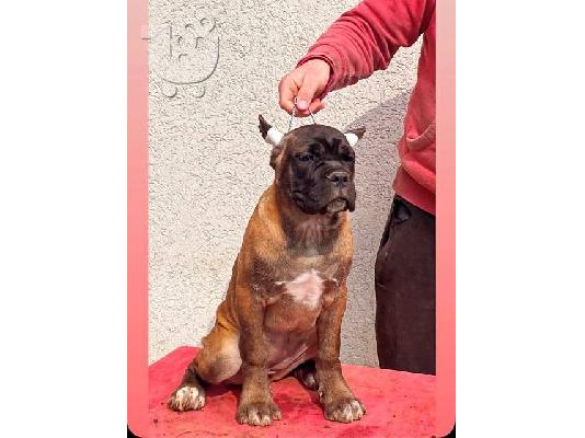 Κουτάβια Cane Corso